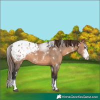 Horse Color:White Spotted Brown Dun Sabino Splash Appaloosa 