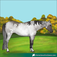 Horse Color:White Spotted Smoky Grullo 
