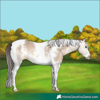 Horse Color:White Spotted Bay Dun Tobiano Frame Varnish Rabicano 