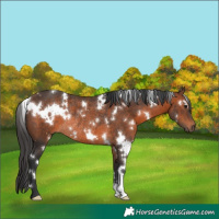Horse Color:White Spotted Brown Rabicano