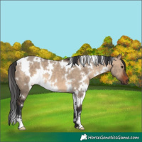 Horse Color:White Spotted Brown Dun 