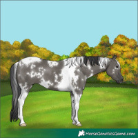 Horse Color:White Spotted Grullo Tobiano