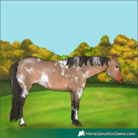 Horse Color:White Spotted Brown Dun Rabicano 