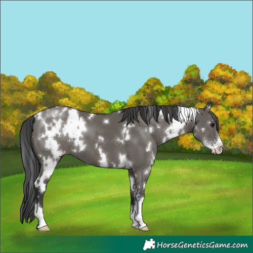 Horse Color:White Spotted Grullo Sabino Blanket
