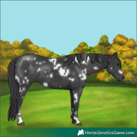 Horse Color:White Spotted Black