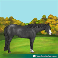 Horse Color:Black Sabino Rabicano 