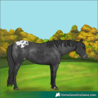 Horse Color:Black Appaloosa 