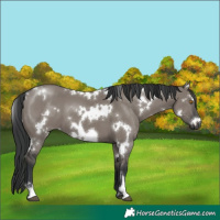 Horse Color:White Spotted Grullo