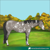 Horse Color:White Spotted Grullo Sabino Rabicano 