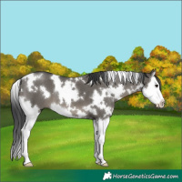 Horse Color:White Spotted Grullo Splash 