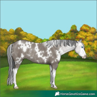 Horse Color:White Spotted Grullo Sabino Splash Rabicano 