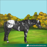 Horse Color:White Spotted Black Appaloosa 