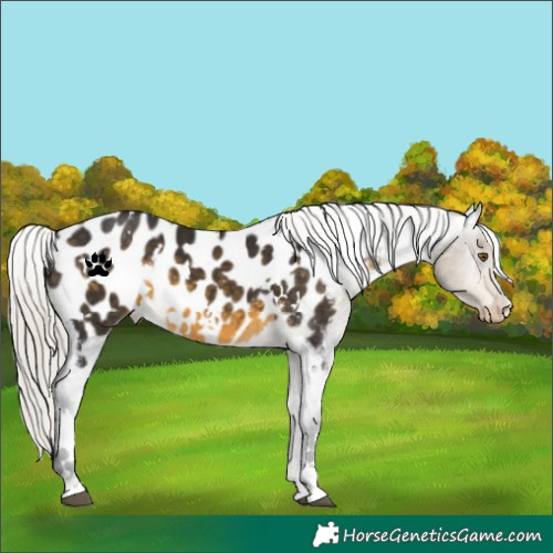 Horse Color:White Spotted Silver Buckskin Appaloosa 