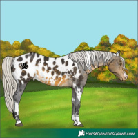 Horse Color:White Spotted Silver Buckskin Near Leopard 
