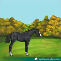 Horse Color:Unknown 