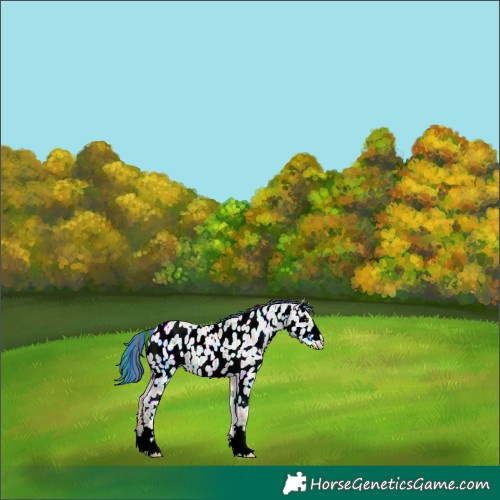 Horse Color:Painted Bay Ice Dun Near Leopard