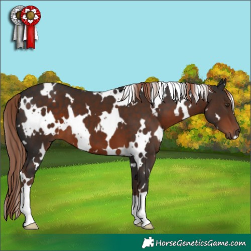 Horse Color:White Spotted Liver Chestnut 