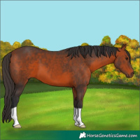 Horse Color:Bay 