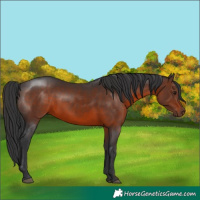 Horse Color:Brown 