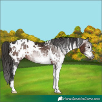 Horse Color:Gray White Spotted Bay Appaloosa 