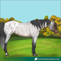 Horse Color:Brown Roan Appaloosa 