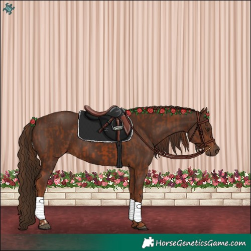 Horse Color:Chestnut and Gray Chestnut