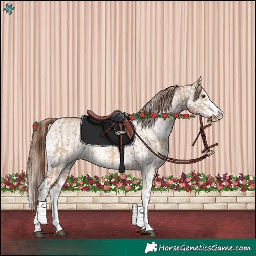 Horse Color:Red Dun Splash  and White Spotted Red Dun Splash 