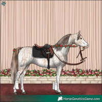 Horse Color:Red Dun Splash and White Spotted Red Dun Splash
