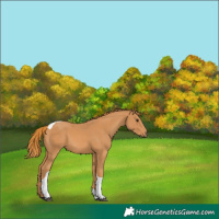 Horse Color:Chestnut Tobiano
