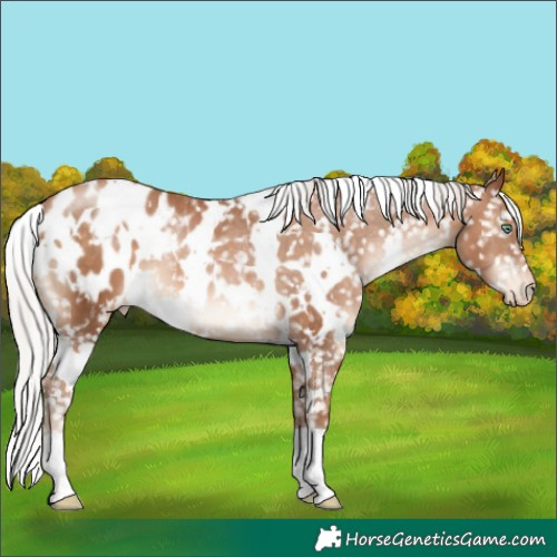 Horse Color:White Spotted Silver Brown Pearl Appaloosa 