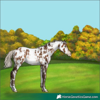 Horse Color:Gray White Spotted Silver Brown Pearl Near Leopard Rabicano