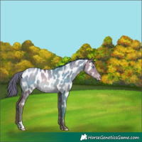 Horse Color:Brown Pearl Dun Appaloosa Rabicano