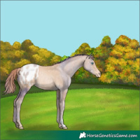 Horse Color:Buckskin Pearl Blanket Rabicano