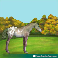 Horse Color:Bay Pearl Appaloosa Rabicano