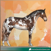 Horse Color:White Spotted Liver Chestnut 