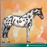 Horse Color:Gray White Spotted Silver Brown Tobiano Near Leopard Rabicano