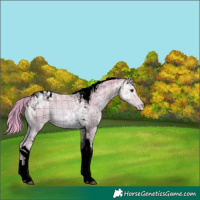 Horse Color:Void Watercolor Plaid  Bay Ice Tobiano Varnish 