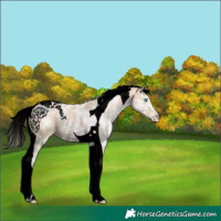Horse Color:Void Watercolor Sable Champagne Ice Pearl Tobiano Rabicano