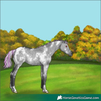 Horse Color:Painted White Spotted Silver Grullo Chinchilla 