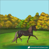 Horse Color:Liver Chestnut 