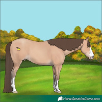 Horse Color:Amber Champagne 