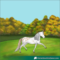 Horse Color:Chestnut Appaloosa Rabicano 