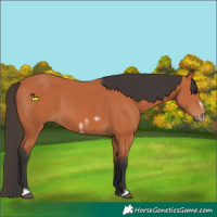 Horse Color:Bay Frame
