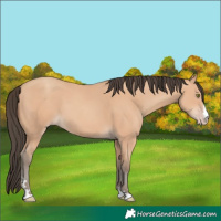 Horse Color:Amber Champagne 