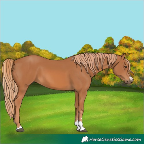 Horse Color:Chestnut 