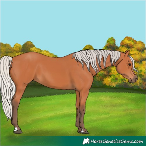 Horse Color:Silver Bay 