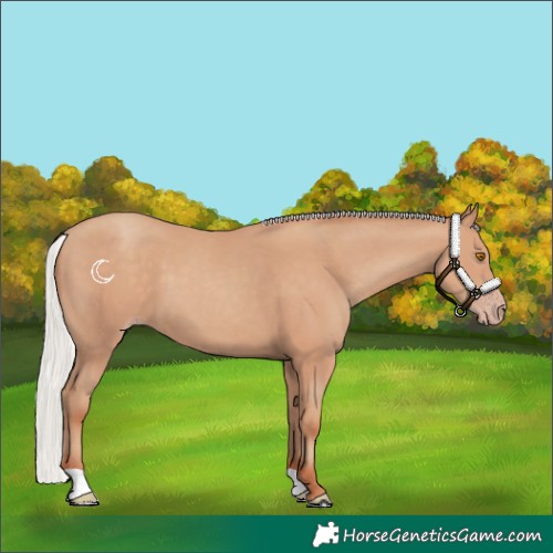 Horse Color:Silver Classic Champagne 