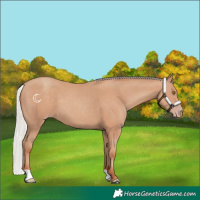 Horse Color:Silver Classic Champagne 