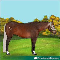 Horse Color:Gray Silver Bay