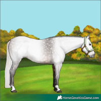 Horse Color:Gray Silver Bay 